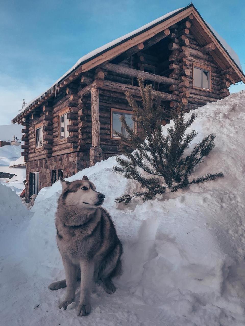 Mountain Cricket Chalets And Apartments Gudauri Dış mekan fotoğraf
